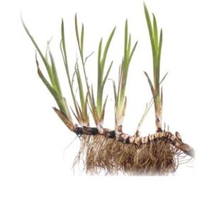 Aira Root