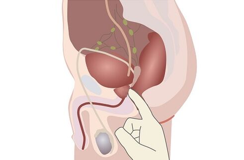 анатомия на мъжката простата